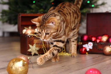 Güzel Christmas cat oyuncaklar ile oynama. Yeni yıl kutlama