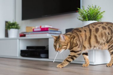Evde pamuk bez ile oynarken alımlı bengal kedisi