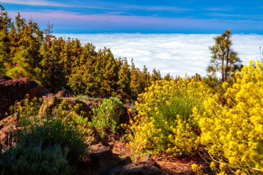 Kanarya çam ve bitkiler, pinus canariensis bulutların üstünde Corona ormandaki