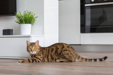 Bir odada evde oynarken komik güzel Bengal kedisi
