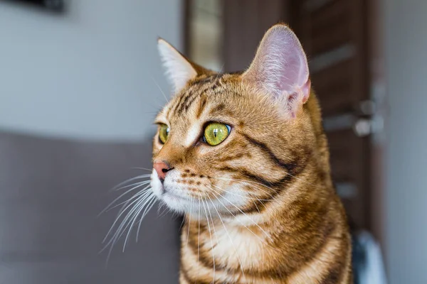 Rolig Vackra Bengal Katt Ett Rum Hemma — Stockfoto