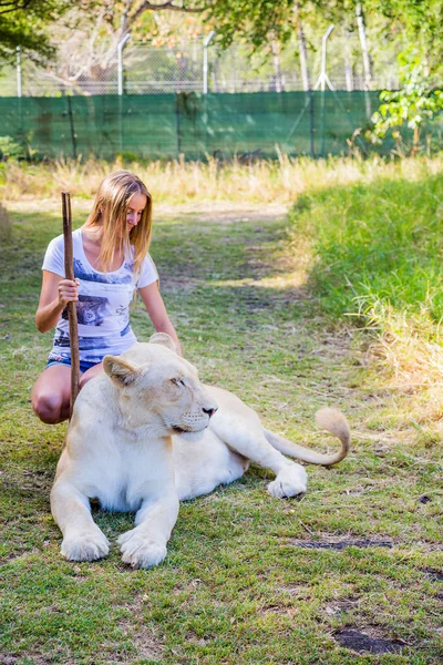 座っているとケースラ公園 モーリシャス島でホワイト ライオンに触れる女の子 — ストック写真
