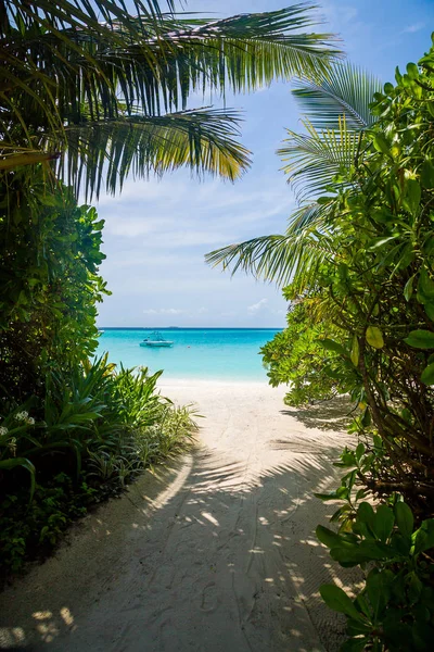 Одинокие Пальмы Стоящие Острове Мальдивах — стоковое фото