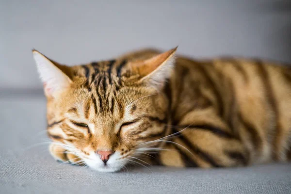 Söt Bengal Katt Sover Soffan — Stockfoto