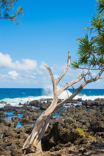 Árvore Velha Que Está Uma Costa Rochosa Pelo Oceano Pacífico — Fotografia de Stock