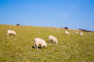 Dover Beyaz kayalıklar sahasının koyun