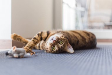 Evde fare oyuncakla oynamak güzel bengal kedisi