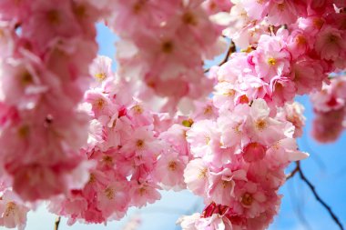 Bahar kiraz çiçekleri, pembe çiçekler.