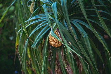 Büyüyen ananas. Bir meyve güzel retro fotoğraf.