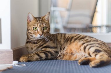 Çok güzel bengal kedi evde oynadıktan sonra rahatlatıcı