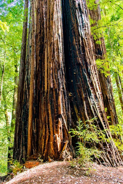 Séquoia Géant Debout Dans Parc National Séquoia Californie Près San — Photo