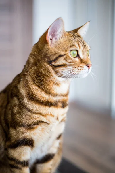 Funny Krásné Roztomilé Bengálsko Kočka Hledá Okna — Stock fotografie
