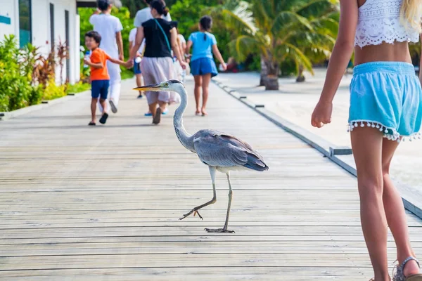 Heron Visserij Wal Tijdens Het Lopen Onderaan Steiger Malediven — Stockfoto