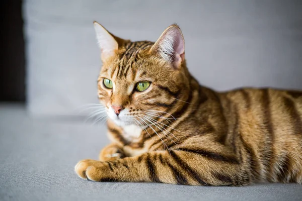 Krásné Roztomilé Bengálsko Kočka Ležící Pohovce — Stock fotografie