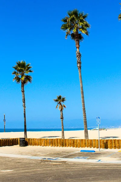Красивые Пальмы Пляже Венеции Лос Анджелесе Калифорния Удивительный Летний Дух — стоковое фото