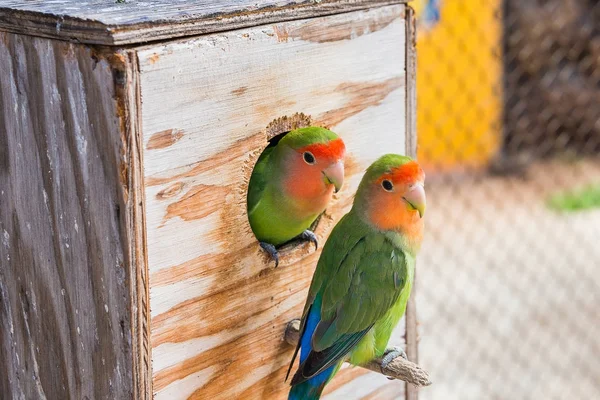 Two Cute Parrots Sitting Cage Zoo Oahu Island Hawaii — Stock Photo, Image