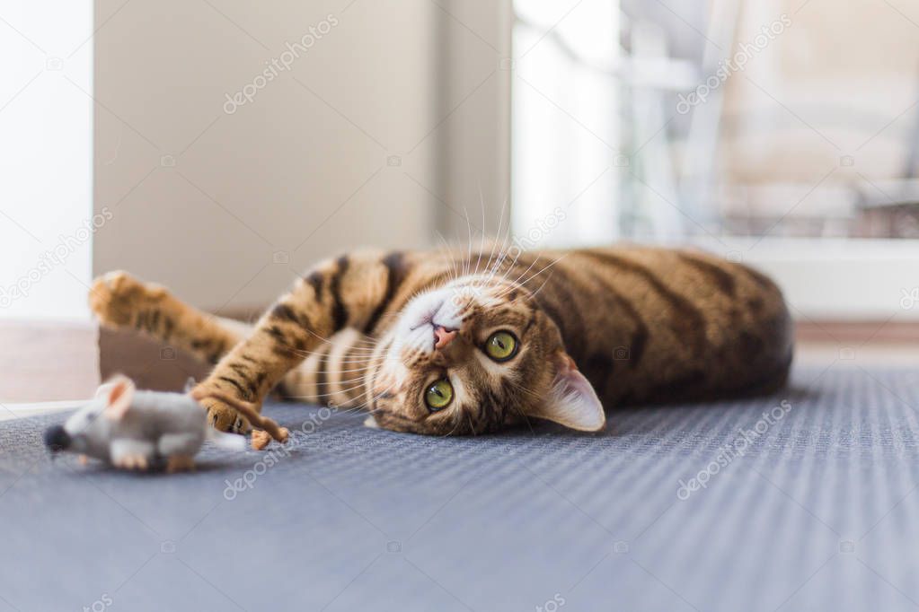 Beautiful bengal cat playing with mouse toy in the house