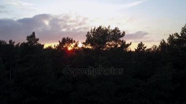 İğne ormandaki inanılmaz hava gün batımı görünümü. Burada güneş ayarlar ufuk içine yükselen ağaçların altındaki ve orman yukarıda görünümü.