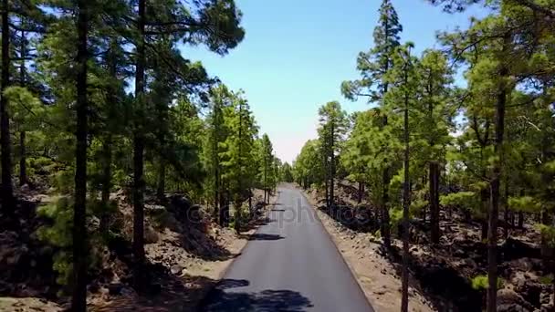 Volando Por Bosque Isla Tenerife España — Vídeo de stock