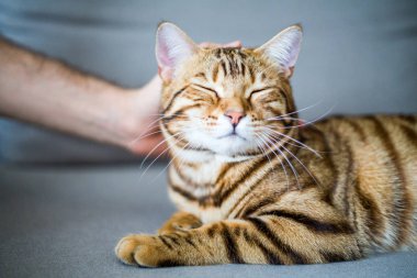 Mutlu sevimli bengal kedi okşadı.