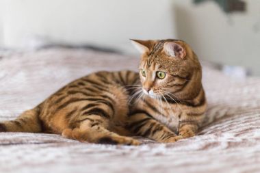 Yatakta yatıyordu güzel bengal kedisi