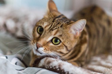 Yatakta yatıyordu güzel bengal kedisi