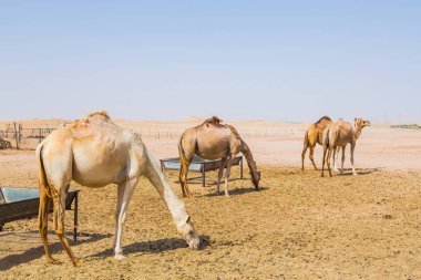 deve Abu Dabi city yakınındaki bir çölde ayakta