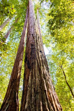 Güzel kırmızı ahşap Park orman Sekoya ağaçları ile