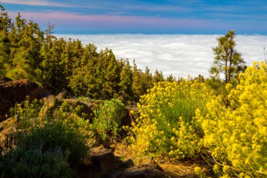 Corona ormandaki Kanarya bitkiler 