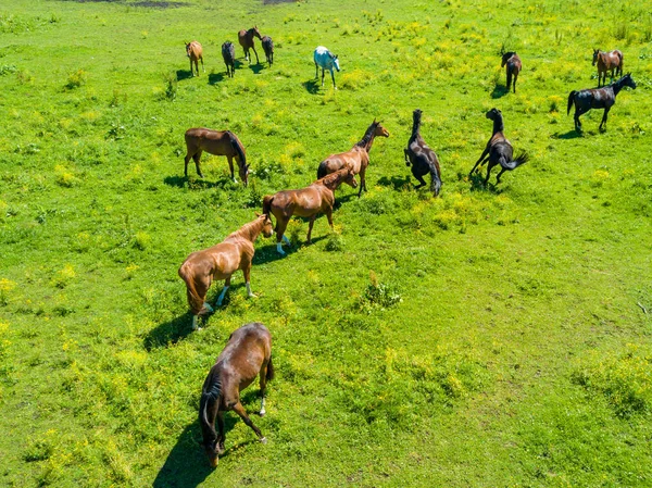 在拉脱维亚的领域美丽的马鸟瞰 — 图库照片