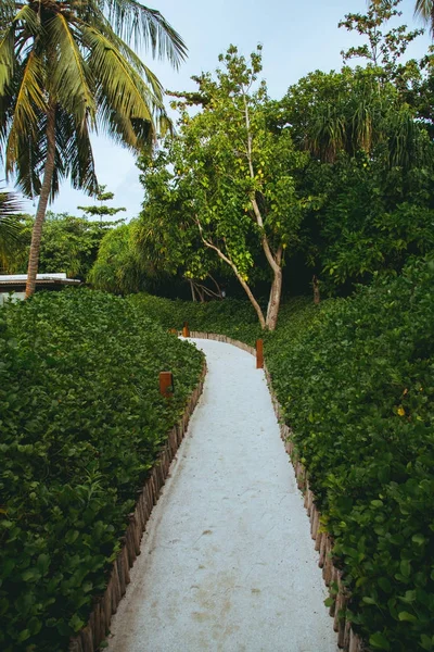 Summer Forest Pathway Tropical Island Maldives — Stock Photo, Image