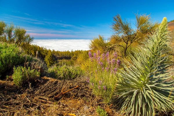 Kanariska växter i Corona skog — Stockfoto