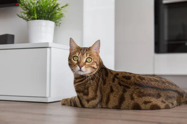 Rolig Vackra Bengal Katt Leker Ett Rum Hemma — Stockfoto