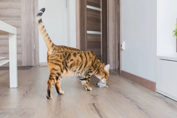 Beautiful bengal cat playing with mouse toy in the house