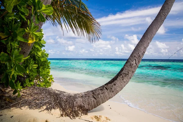 Beautiful Ocean Palm Growing Beach Ocean Paradise Photo — Stock Photo, Image
