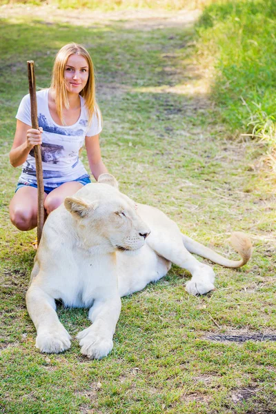 座っているとケースラ公園 モーリシャス島でホワイト ライオンに触れる女の子 — ストック写真