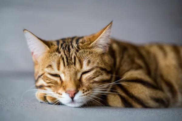Söt Bengal Katt Sover Soffan — Stockfoto