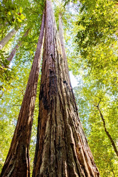 Güzel kırmızı ahşap Park orman Sekoya ağaçları ile