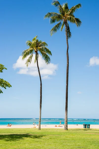 하와이 오아후 호놀룰루 근처의 태평양 바다로 해변에 외로운 손바닥 화려한 — 스톡 사진