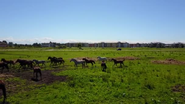 Vue aérienne des beaux chevaux dans le champ en Lettonie 