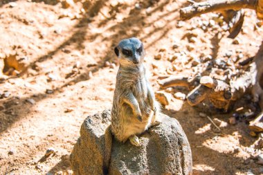 Küçük şirin Meerkat (Surikate) bir hayvanat bahçesi Hawaii Adaları.