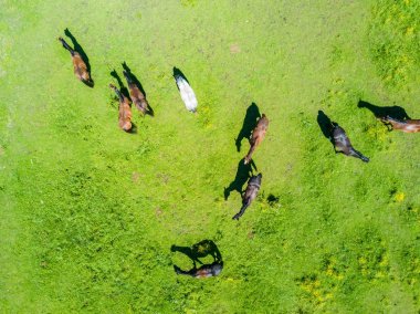 Aerial view of the beautiful horses in the field in Latvia clipart