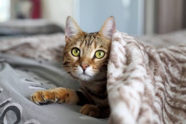 Battaniyenin altında yatakta yalan kedi. Kedi insan sanıyor.