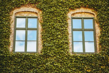 Bina eski ve genel sarmaşık kaplı