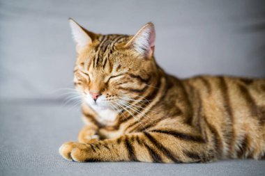 Kanepede uyuyan sevimli bengal kedisi