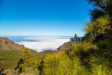 Teide yanardağı ağaçları ile bulutların üstünde 