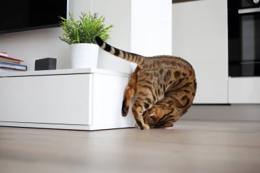 Kafasına evde oynarken komik Bengal kedi rulo.
