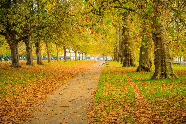 Parlak sonbahar park sokakta. Hyde Park'ta güzel altın sonbahar.