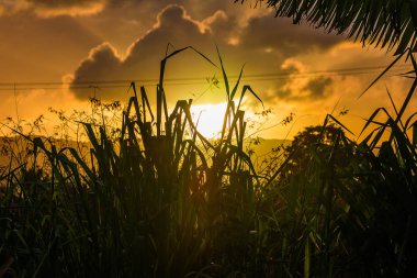 Şeker kamışı alanın üzerinde günbatımı