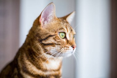 Komik güzel şirin bengal kedi pencereden bakan